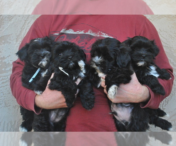 Medium Photo #1 Havanese Puppy For Sale in ZANESVILLE, OH, USA