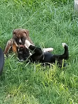 Medium Photo #1 Boxer Puppy For Sale in JUSTIN, TX, USA