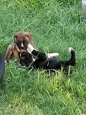 Boxer Litter for sale in JUSTIN, TX, USA