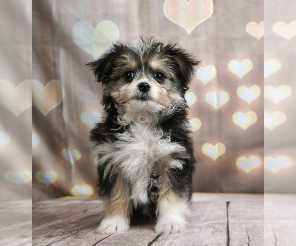 Medium Photo #1 Maltese-Miniature Australian Shepherd Mix Puppy For Sale in WARSAW, IN, USA