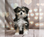 Small Photo #1 Maltese-Miniature Australian Shepherd Mix Puppy For Sale in WARSAW, IN, USA