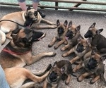 Small Photo #1 Belgian Malinois Puppy For Sale in MAMMOTH SPRING, AR, USA