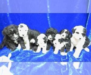 Sheepadoodle Litter for sale in GROVESPRING, MO, USA