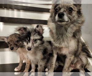 Pomsky Litter for sale in CHICAGO RIDGE, IL, USA