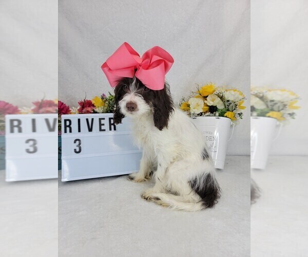 Medium Photo #1 Cockapoo Puppy For Sale in COLLEGE STA, TX, USA
