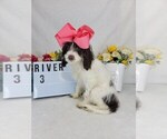 Small Photo #1 Cockapoo Puppy For Sale in COLLEGE STA, TX, USA