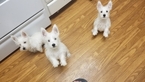Small Photo #1 West Highland White Terrier Puppy For Sale in TEMPE, AZ, USA
