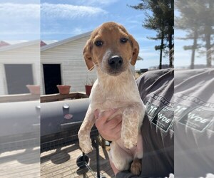 Australian Cattle Dog-Treeing Walker Coonhound Mix Litter for sale in GREENWOOD, WI, USA