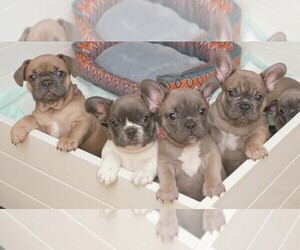 French Bulldog Litter for sale in PINEVILLE, LA, USA