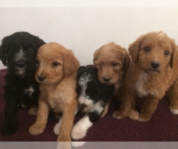 Medium Photo #1 Golden Mountain Doodle  Puppy For Sale in KALISPELL, MT, USA