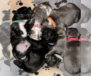 French Bulldog Litter for sale in HICKORY, NC, USA