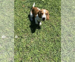 Beagle Litter for sale in ORLANDO, FL, USA
