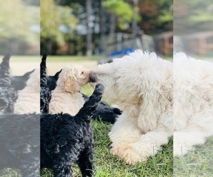 Goldendoodle Litter for sale in SHELBY, NC, USA