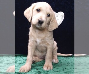Labradoodle Litter for sale in MOMEYER, NC, USA