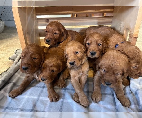 Medium Photo #1 Golden Irish Puppy For Sale in FAIRVIEW, KS, USA