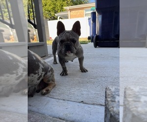 French Bulldog Litter for sale in EVERGREEN PARK, IL, USA
