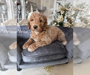 Goldendoodle Litter for sale in COALPORT, PA, USA
