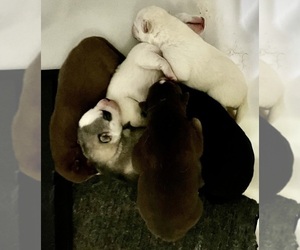 Siberian Husky Litter for sale in DEARBORN, MO, USA