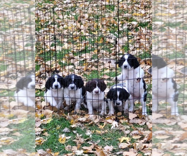 Medium Photo #1 English Springer Spaniel Puppy For Sale in HORACE, ND, USA