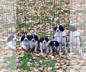 English Springer Spaniel Litter for sale in HORACE, ND, USA