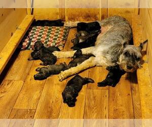 Schnauzer (Giant) Litter for sale in LAKEPORT, TX, USA