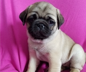 Pug Litter for sale in STACYVILLE, IA, USA
