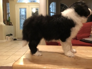 Border Collie Litter for sale in SUMTERVILLE, FL, USA
