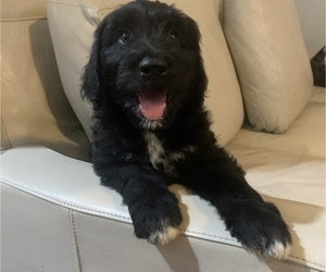 Labradoodle Litter for sale in TULSA, OK, USA