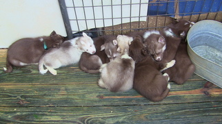 Siberian Husky Litter for sale in LAURENS, SC, USA