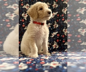 Poodle (Standard) Litter for sale in OTTSVILLE, PA, USA