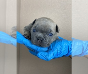 French Bulldog Litter for sale in BAKERSFIELD, CA, USA