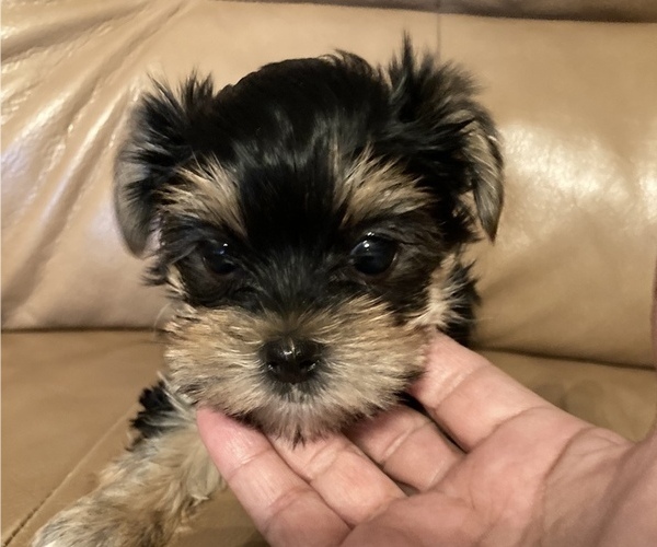 Full screen Photo #1 Yorkshire Terrier Puppy For Sale in OAK LAWN, IL, USA