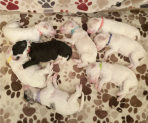 Bordoodle Litter for sale in ALLEN, TX, USA