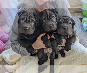 Chinese Shar-Pei Litter for sale in FREMONT, IN, USA