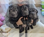 Small Photo #1 Chinese Shar-Pei Puppy For Sale in FREMONT, IN, USA