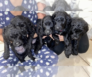 Goldendoodle Litter for sale in LATROBE, PA, USA