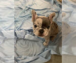 Small Photo #1 French Bulldog Puppy For Sale in CARTHAGE, MO, USA