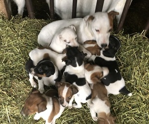 Jack Russell Terrier Litter for sale in KALONA, IA, USA