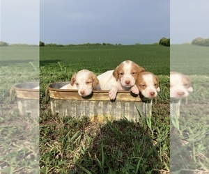 Brittany Litter for sale in WAVERLY, MN, USA