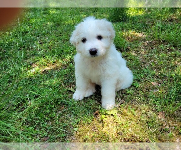 Medium Photo #1 Great Pyrenees Puppy For Sale in LA PLATA, MD, USA