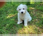 Small Photo #1 Great Pyrenees Puppy For Sale in LA PLATA, MD, USA