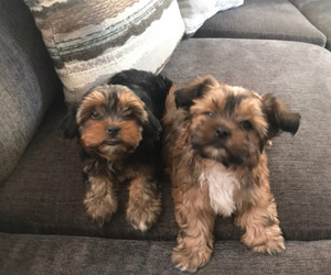 Shorkie Tzu-Yorkshire Terrier Mix Litter for sale in RIVERSIDE, CA, USA