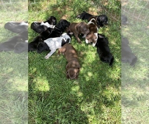 German Shorthaired Pointer Litter for sale in NORRISVILLE, MD, USA
