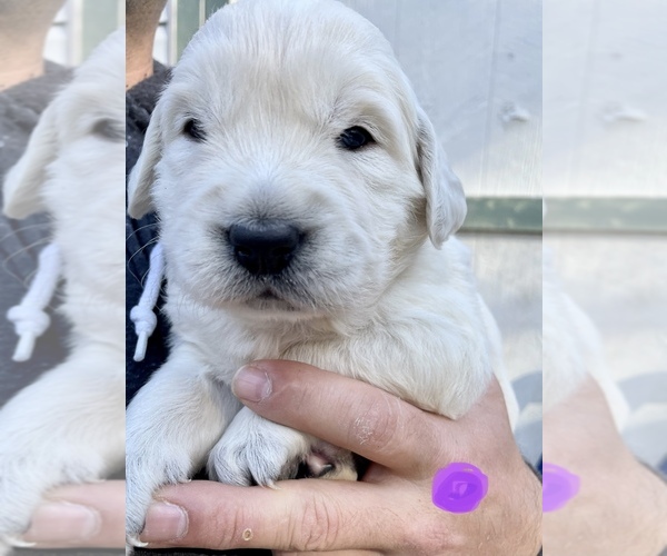 Medium Photo #1 English Cream Golden Retriever Puppy For Sale in WENDELL, NC, USA