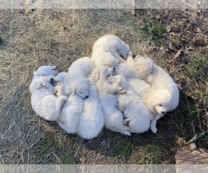 Great Pyrenees Litter for sale in TRINITY, NC, USA