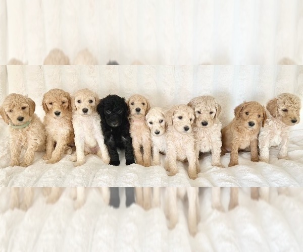 Medium Photo #1 Goldendoodle Puppy For Sale in VERNONIA, OR, USA