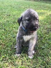 Irish Wolfhound Litter for sale in SYLVESTER, GA, USA