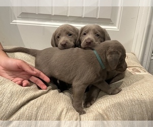 Labrador Retriever Litter for sale in WEATHERFORD, TX, USA
