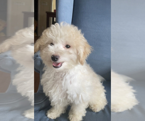 Maltipoo Litter for sale in HIGH POINT, NC, USA
