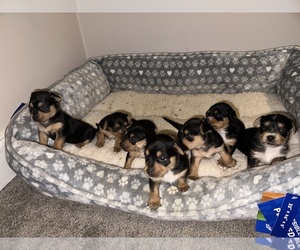 Chorkie-Yorkshire Terrier Mix Litter for sale in RIVERDALE, GA, USA